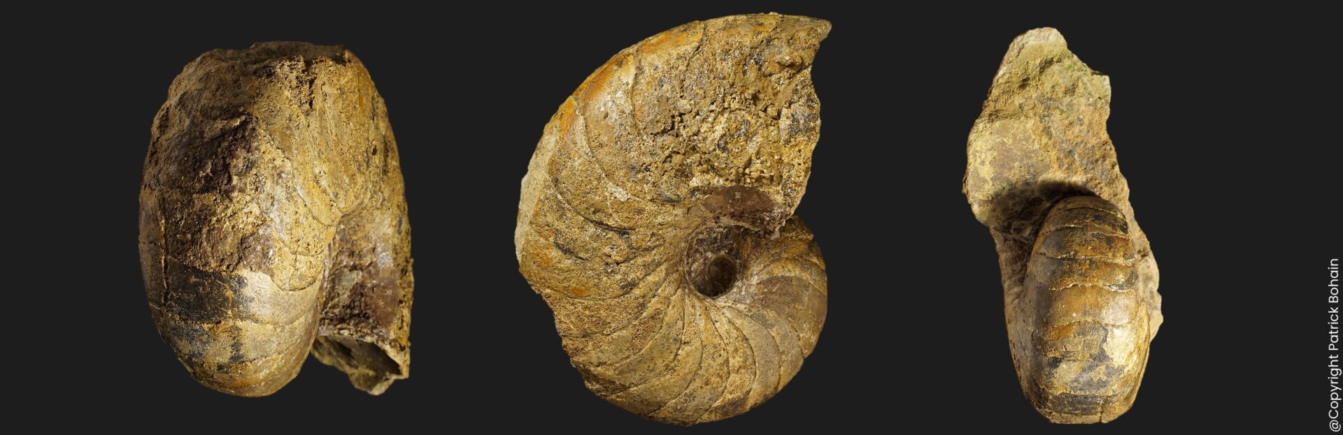 Sciauiceras willeyi nautile fossile de la sous-zone à Valdani du Pliensbachien inférieur de la Vendée