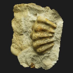 Epipeltoceras bimammatum ammonite fossile de l'Oxfordien supérieur de la Vendée