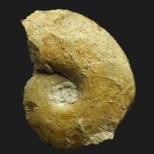 Lissoceratoides erato ammonite fossile de l'Oxfordien supérieur de la Vendée