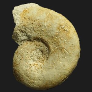 Ochetoceras (Glochiceras) microdomum ammonite fossile de l'Oxfordien supérieur de la Vendée