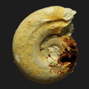 Ochetoceras (Glochiceras) modestiforme de l'Oxfordien supérieur de la Vendée ammonite fossile