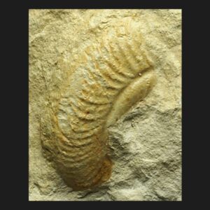Ochetoceras (Ochetoceras) semifalcatum, Oxfordien supérieur de la Vendée ammonite fossile