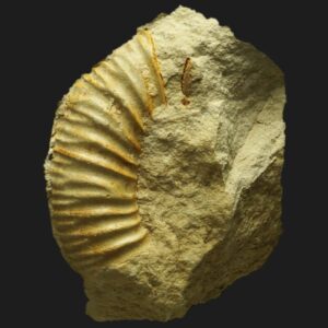 Perisphinctes (Dichotomoceras) bifurcatus ammonite fossile de l'Oxfordien supérieur de la Vendée