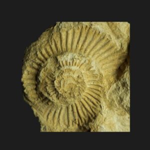 Perisphinctes (Dichotomoceras) crassus ammonite fossile de l'Oxfordien supérieur de la Vendée