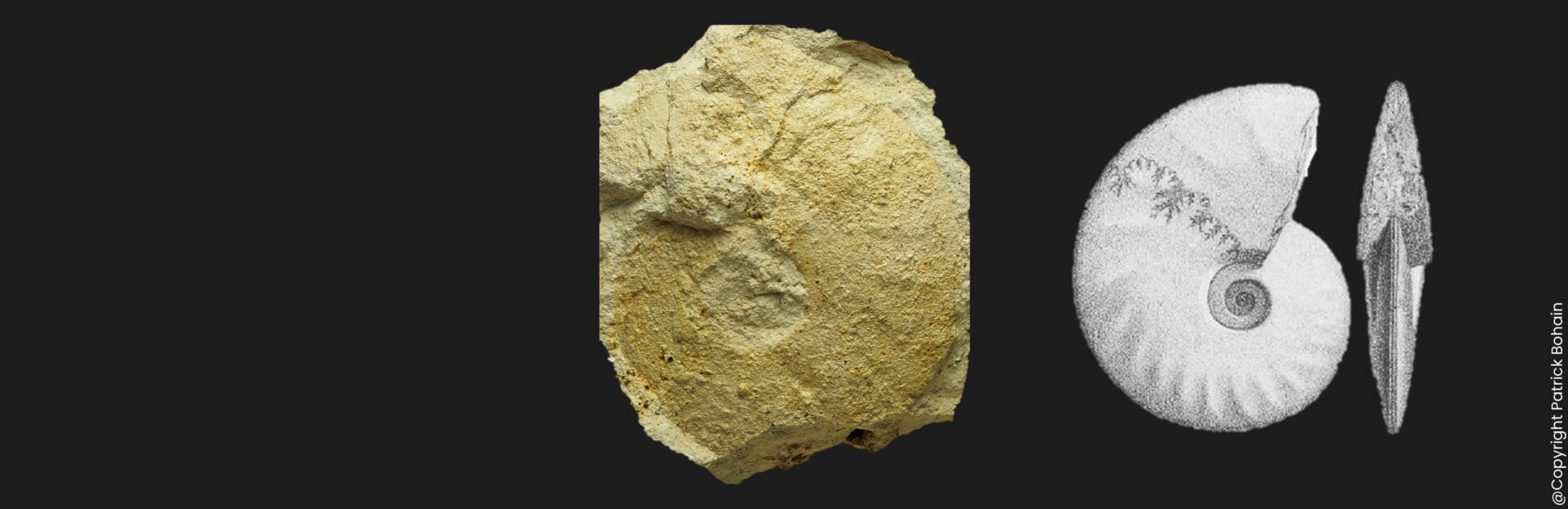 Trimarginites trimarginatus ammonite fossile de l'Oxfordien supérieur de la Vendée
