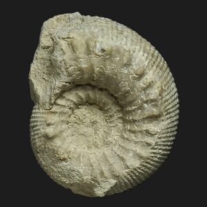 Cadomites stegeus, ammonite fossile de la zone à Garantiana du Bajocien supérieur de la Vendée