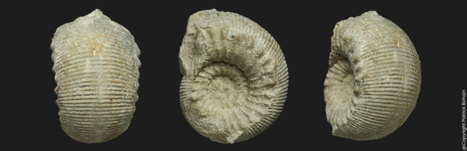 Cadomites stegeus, ammonite fossile de la zone à Garantiana du Bajocien supérieur de la Vendée