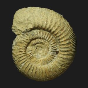 Homoeoplanulites (Homoeoplanulites) furculus, ammonite fossile de la sous-zone à Prahecquense du Callovien inférieur de la Vendée