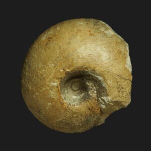 Macrocephalites rotundus, ammonite fossile de la sous-zone à Prahecquense du Callovien inférieur de la Vendée