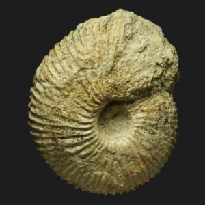 Macrocephalites subtrapezinus forme microconque ammonite fossile de la zone à Gracilis inférieure de la Vendée