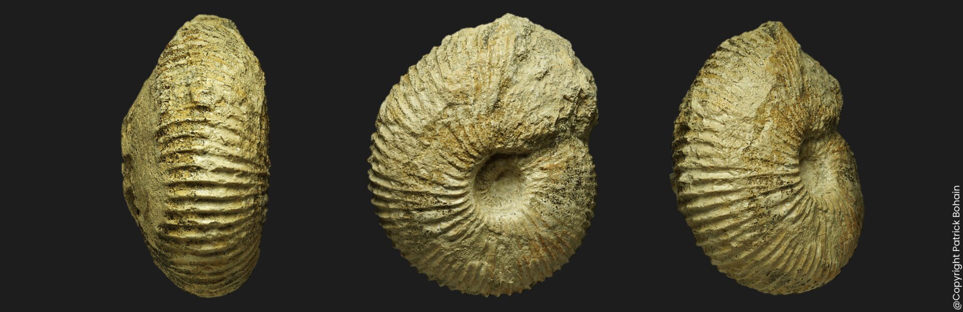 Macrocephalites subtrapezinus forme microconque ammonite fossile de la zone à Gracilis inférieure de la Vendée