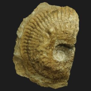 Phlycticeras mexicanum ammonite fossile de la zone à Bullatus du Callovien inférieur de la Vendée