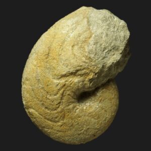 Pseudaganides buffeventi nautile fossile de la zone à Bullatus du Callovien inférieur de la Vendée