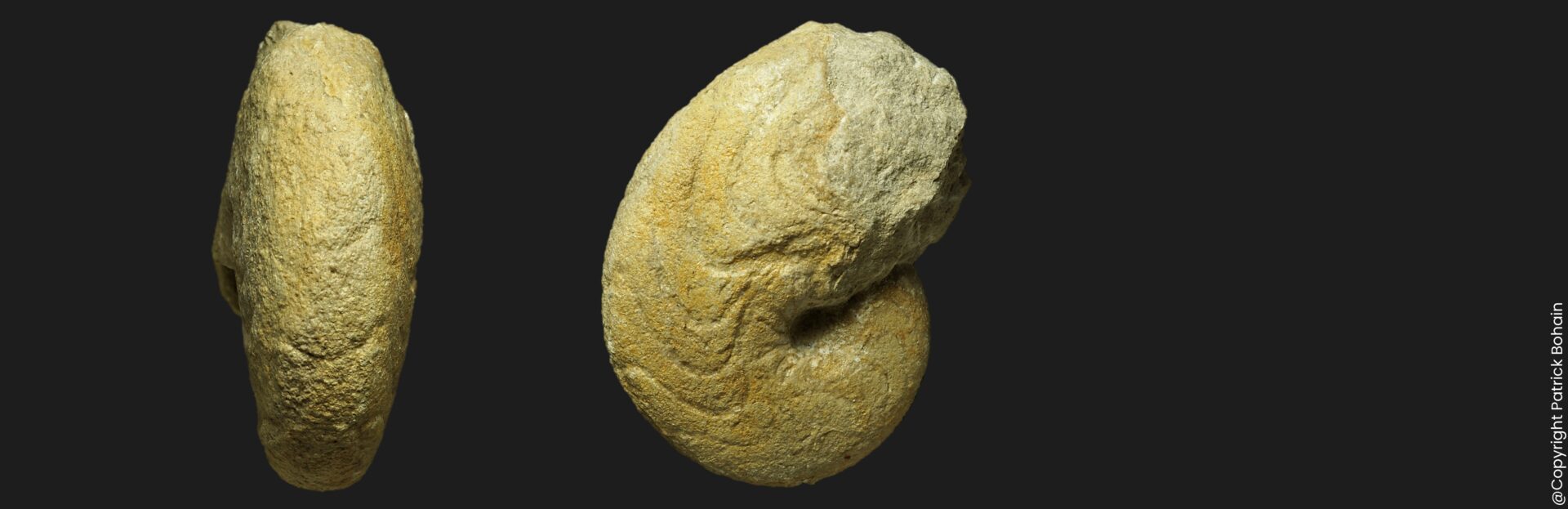 Pseudaganides buffeventi nautile fossile de la zone à Bullatus du Callovien inférieur de la Vendée