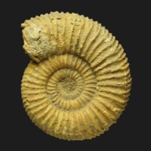 Dactylioceras Orthodactylites crassifactum ammonite fossile du Toarcien inférieur de la Vendée