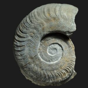 Harpoceras serpentinum forme alternatum ammonite fossile du Toarcien inférieur de la Vendée