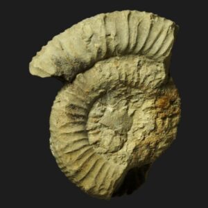 Porpoceras sp. aff. subarmatum ammonite fossile du Toarcien moyen de la Vendée