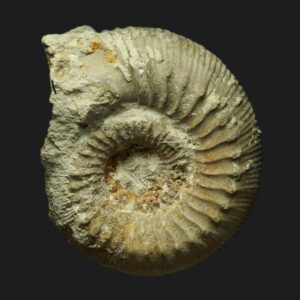 Cadomites labassei ammonite fossile de la zone à Garantiana du Bajocien supérieur de la Vendée