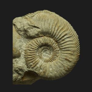 Garantiana ipfensis ammonite fossile de la zone à Garantiana du Bajocien supérieur de la Vendée