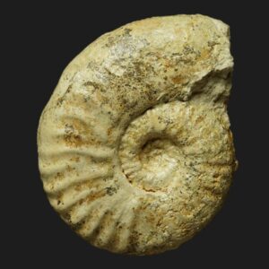 Witchellia (Maceratites) moisyi ammonite fossile du Bajocien inférieur de la Vendée