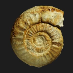 Choffatia (Choffatia) perdagata ammonite fossile de la sous-zone à Prahecquense du Callovien inférieur de la Vendée