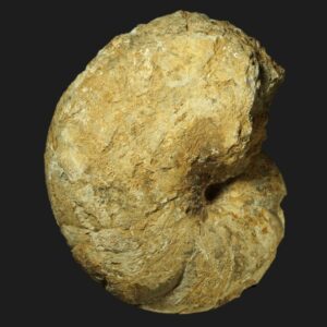 Cenoceras cf. arariformis Nautile fossile de la sous-zone à Luridum du Pliensbachien inférieur de la Vendée
