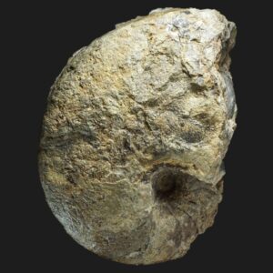 Cenoceras trapeziformis Nautile fossile de la zone à Valdani du Pliensbachien inférieur de la Vendée. Holotype.