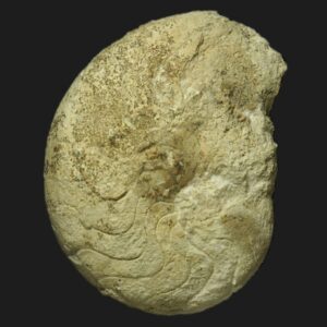 Pseudaganides aquitanense Nautile fossile de la zone à Morrisi du Bathonien moyen de la Vendée